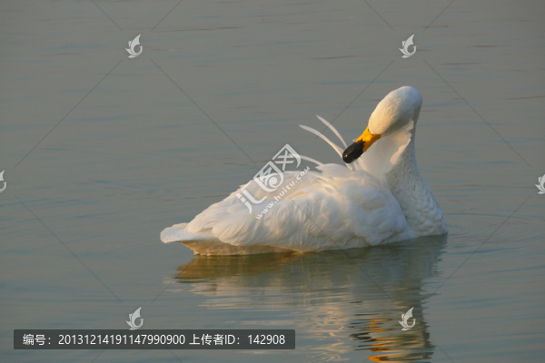 白天鵝