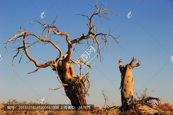 怪樹林