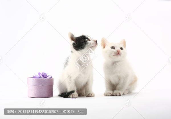 小貓