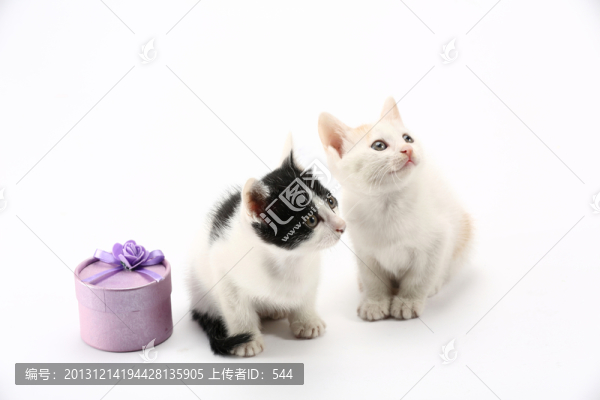 小貓