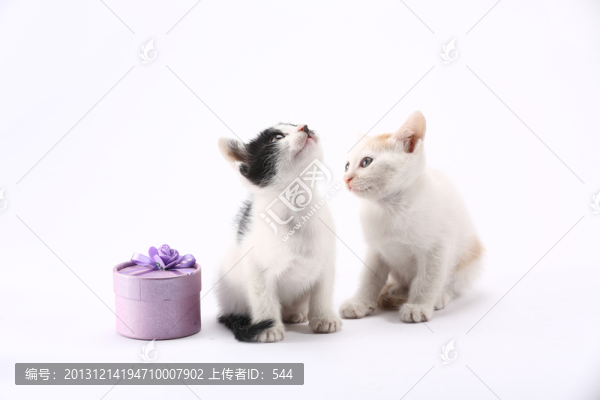 小貓