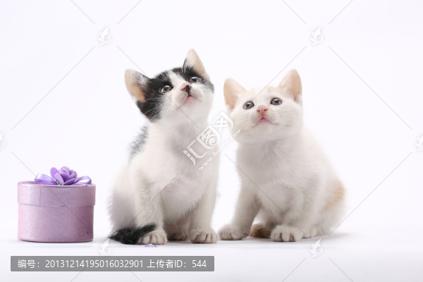 小貓