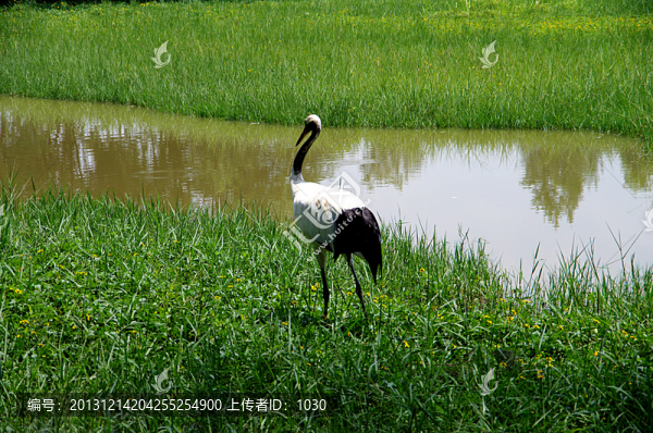 丹頂鶴