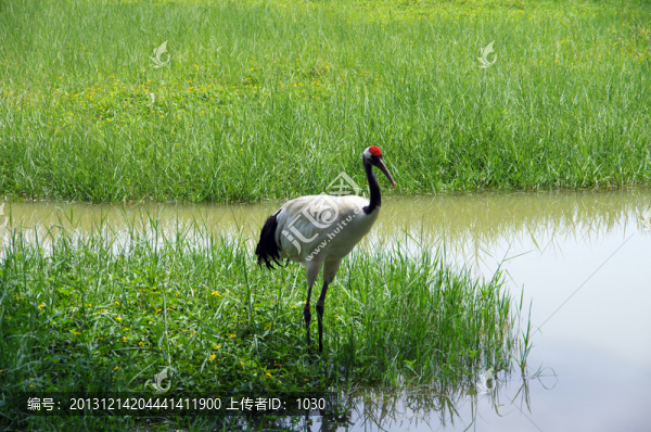 濕地,丹頂鶴