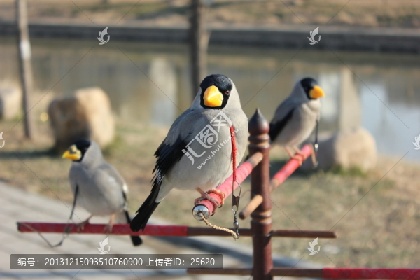 黃嘴鳥(niǎo)