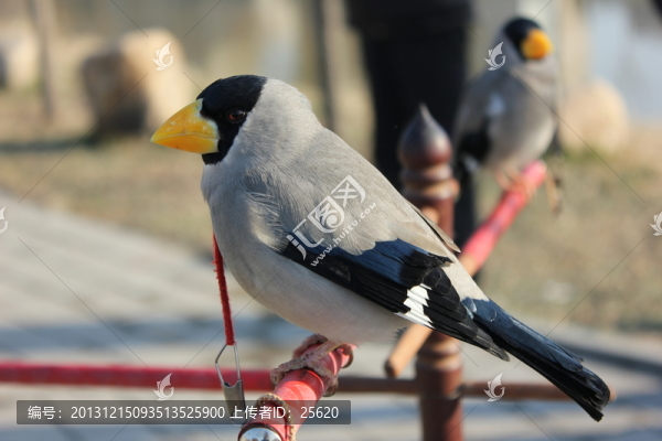 黃嘴鳥