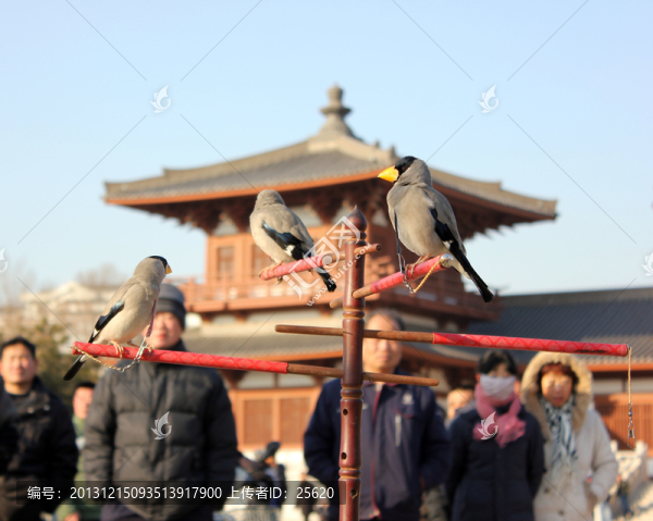 觀看鳥