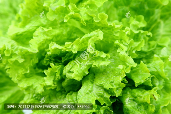 生菜
