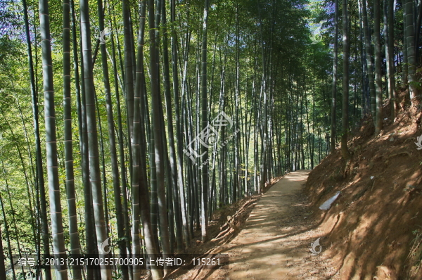 原生態(tài)竹林