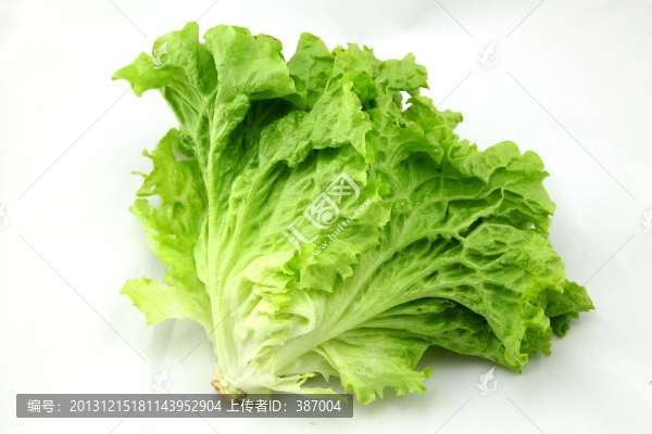 生菜