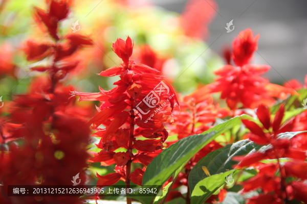 紅花