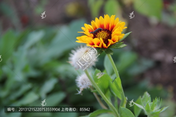 黃花