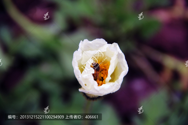 花朵