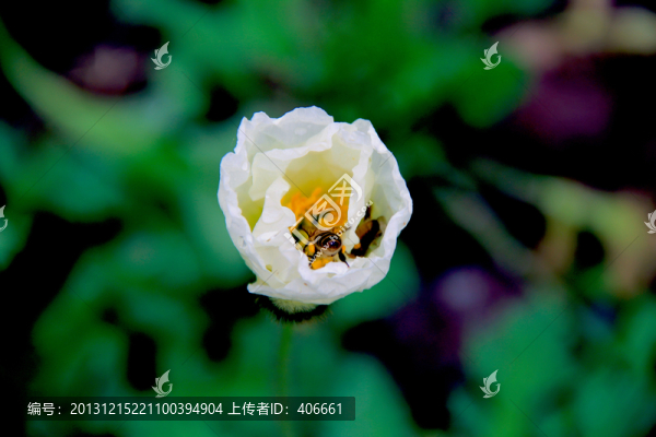花朵