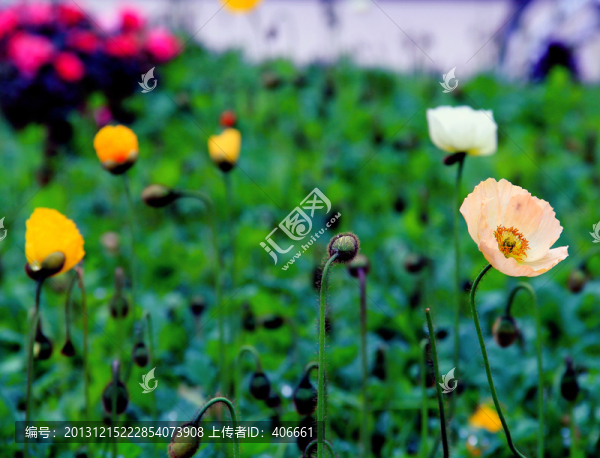 花圃