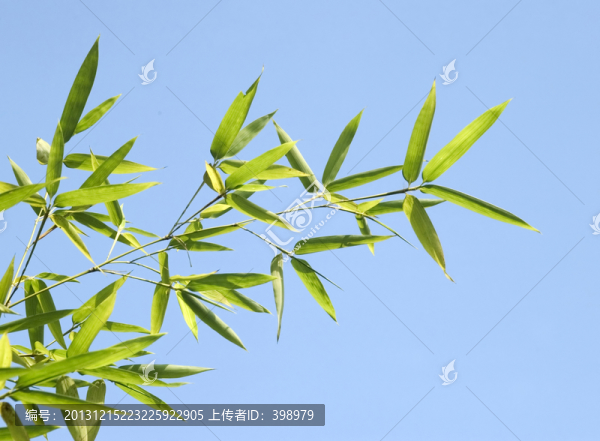 竹子
