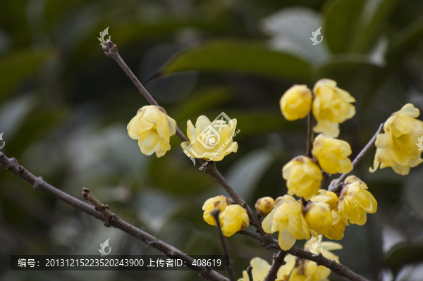 幸福梅林