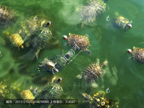 放生甲魚