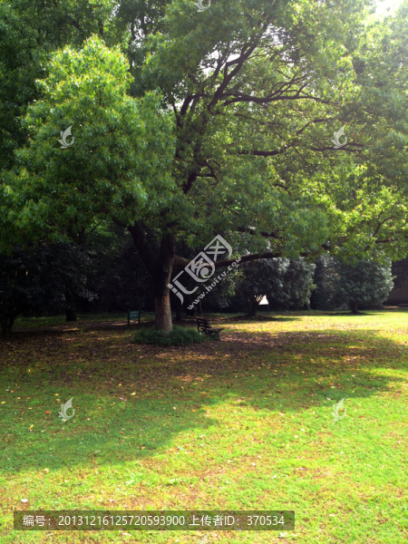 南京,靈谷寺,鐘山風(fēng)景區(qū),草坪