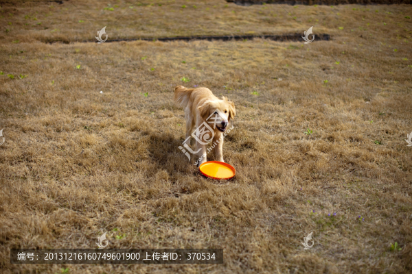 訓(xùn)犬,金毛犬,狗,寵物犬,游戲