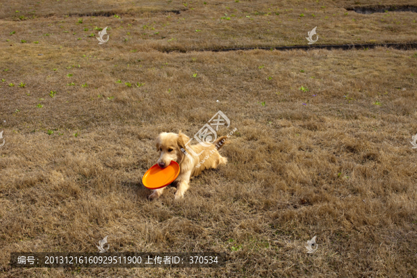 訓犬,金毛犬,狗,寵物犬,游戲