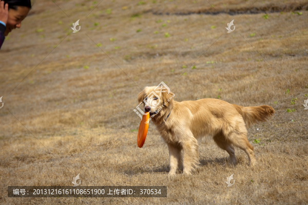 訓(xùn)犬,金毛犬,狗,寵物犬,游戲