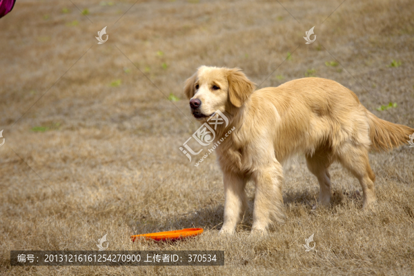 訓犬,金毛犬,狗,寵物犬,游戲