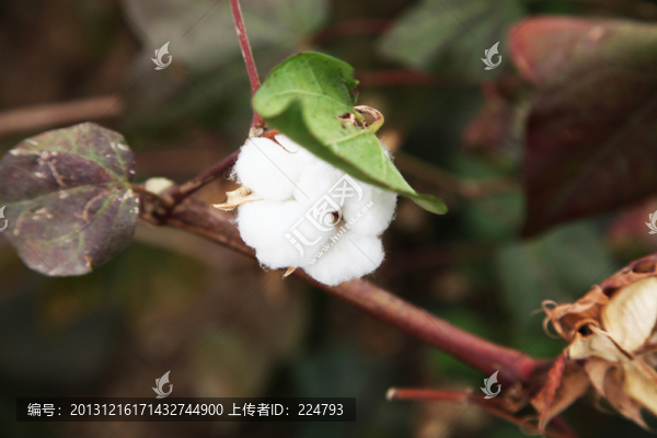 棉花特寫