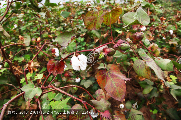田園風(fēng)光棉花田