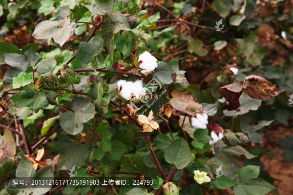 田園風(fēng)光棉花田