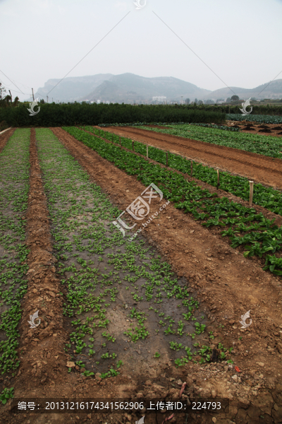 有機(jī)蔬菜生產(chǎn)基地