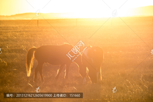 馬