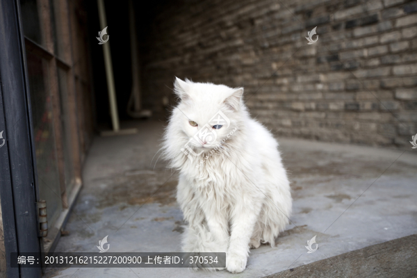 波斯貓