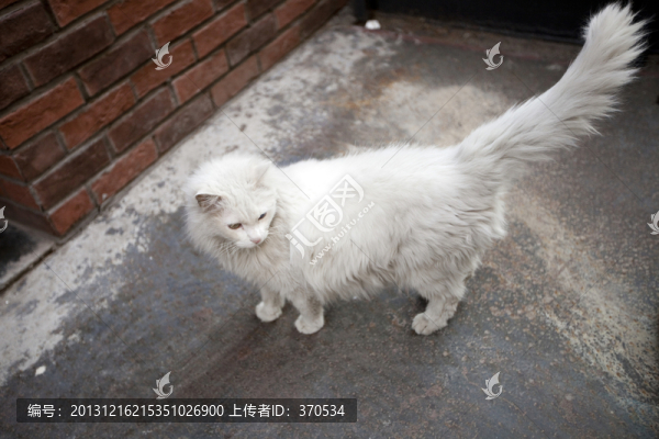 波斯貓