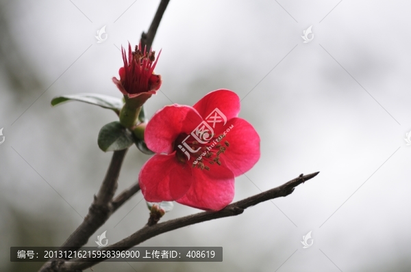 海棠花