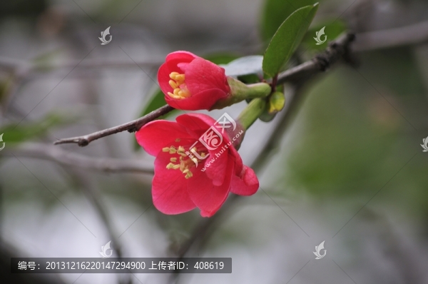 海棠花