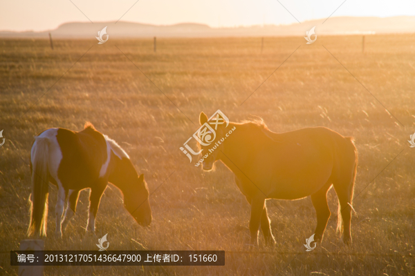 馬