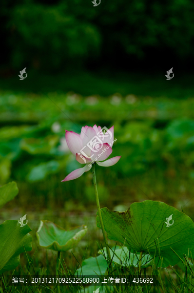 荷花
