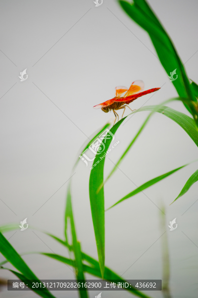 紅蜻蜓