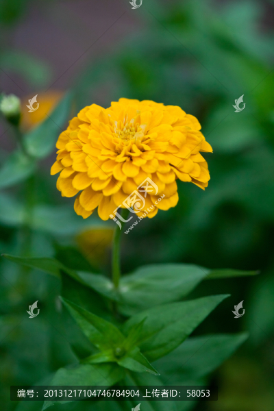花卉