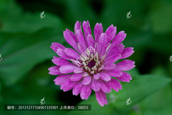 花卉
