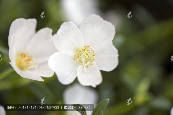 花卉,花朵,花蕊