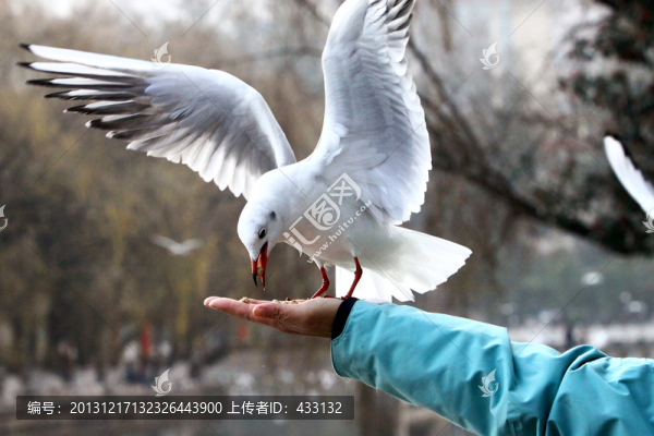 展翅高飛
