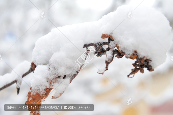 雪中黃葉