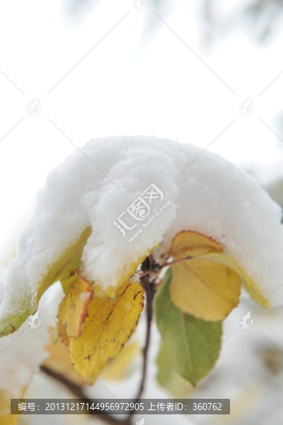 雪中黃葉