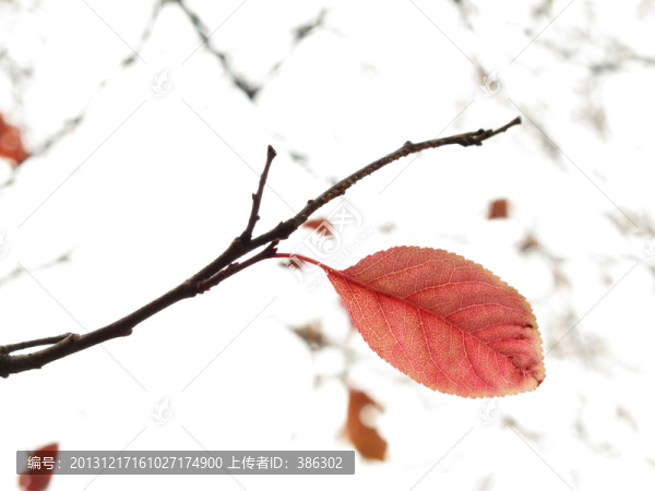 一片紅葉