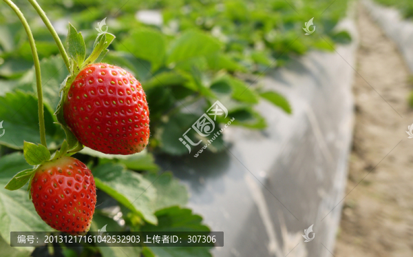 草莓