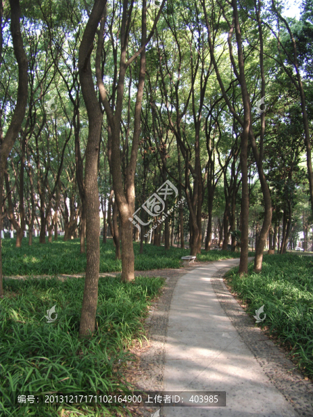 樟樹林