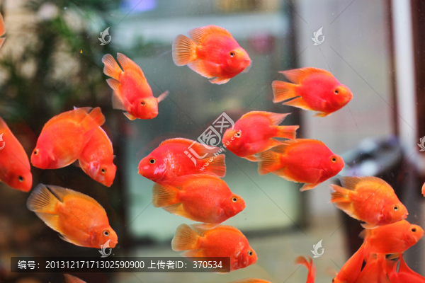 金魚,招財魚,熱帶魚,魚缸