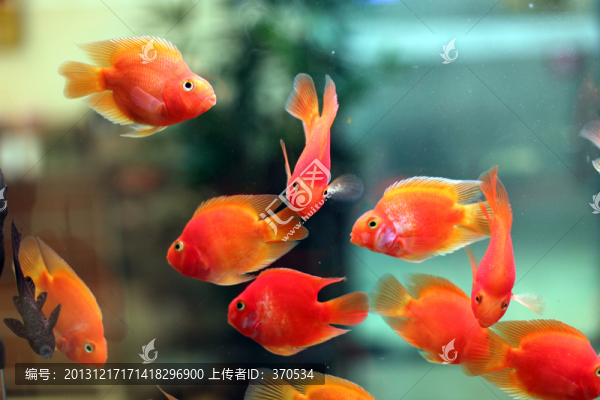金魚,招財魚,熱帶魚,魚缸